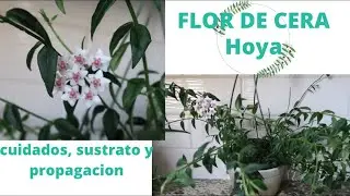 FLOR DE CERA