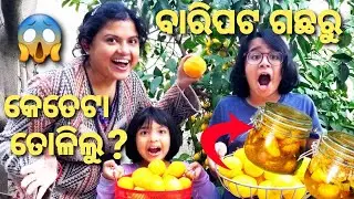 ବହୁତ ଦିନପରେ ଆଜି ଶୀତଦିନିଆ ପଖାଳପାଗ|ବାରିପଟ ଗଛ ଲେମ୍ବୁ ତୋଳା ହେଇ ଆଚାର ହେଲା|Kitchen garden in America|Khati