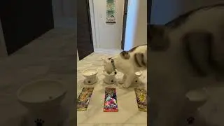 Cat Chooses Today&rsquo;s Pok&eacute;mon Pack | Japanese Pok&eacute;mon Cards ASMR #5