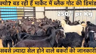 20–25 Kg Healthy Black Goat (4–5 Months) for Sale