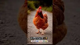 मुर्गा की रंगदारी 🐓😛 #dalimsharma #comedy #funny