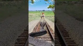 snake VFX funny video #snake