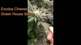 Indoor Grow Update In Eddies Flower Room