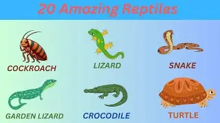 20 Amazing Reptiles You Won’t Believe Exist 🦎🐍