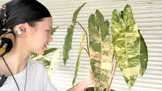 Рынок Чатучак в Бангкоке | Поиск редких растений на рынке Chatuchak | Philodendron Billietiae