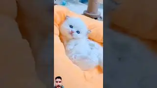 Fluffy ? #cat #fluffykitty #kitten #floofy #cute #fluffly #catlover #cutecat #shortsfeed #fluffy