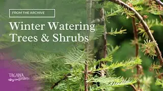 Winter Watering Trees and Shrubs by Tagawa Gardens and Mike Landers, ISA Certified Arborist