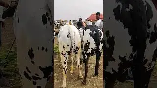 Deoni gore #cow #bailbazaar #bailgadasharyat