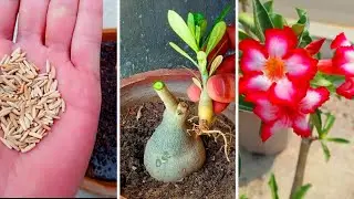 How To Grow Adenium From Seed | rose plant seed growing tips