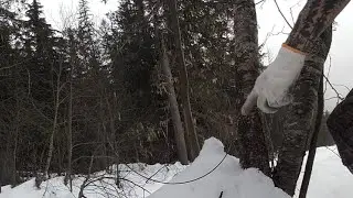 How I snare wolves (hanging snares)