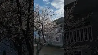 #LandscapeLovers #BloomingParadise  #NatureBeauty #WanderlustPakistan #ColorsOfSpring