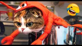 If you laugh, you'll lose.  The funniest cats and dogs of 2026.  Part 1