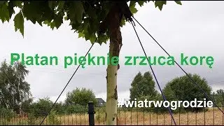 Platan pięknie zrzuca korę