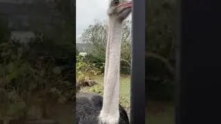 What sound does an ostrich make? Welk geluid maakt een struisvogel?