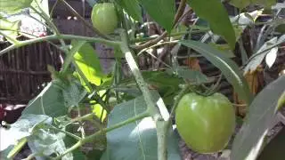 Throwing Seeds To Grow Tomatoes