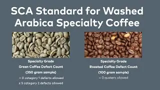 SCA Green Coffee Defects Explained. عيوب القهوة الخضراء #1
