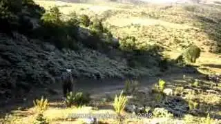 Alicozukoyu yaylalar