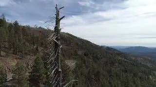 Hwy 191 iconic Arrow Tree
