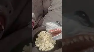 Shark Puppet Watches Shark Week in 4D #sharkweek