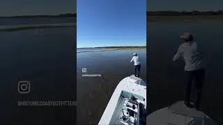 Tailing redfish in flood tide