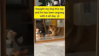 best argument 🤣 #shorts #funnydogs #dogshorts
