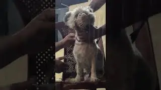 Aggressive Lasapso Grooming #pets #petshub #family #puppy #petcareprovider #smallpet #dog #petlover