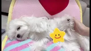 Cute Dog #dogsofinstaworld  #adoptdontshop #doggy #dogsofig #k #lovedogs