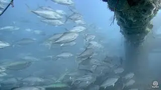 Atlantic Ocean Predators, March 2, 2018