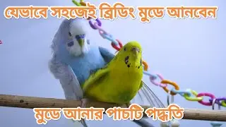 বাজরিগার পাখি দ্রুত ব্রিডিং মুডে আনার পাঁচটি পদ্ধতি