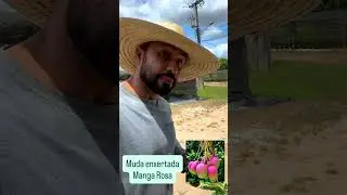 Muda de manga enxertada j&aacute; com flores!!! Por que isso acontece?