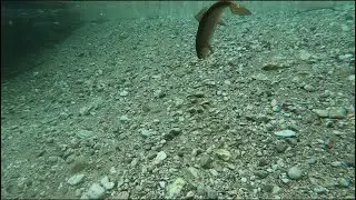 Fethiye Karanlıkİ&ccedil;i Kanyonu y&uuml;r&uuml;y&uuml;ş&uuml; - LRF takımı ile Alabalık yakaladık -Go Pro 8 su altı &ccedil;ekimleri