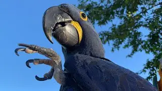 Adorable hyacinth macaw baby guards his nut