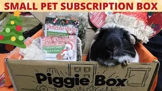 A GUINEA PIG SUBSCRIPTION BOX!? | PIGGIE BOX 😍📦😀