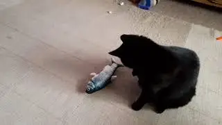 B&M Store Flippin' Fish Cat Toy Review & Demo