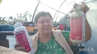 Укореняю черенки.Какими препаратами я пользуюсь.