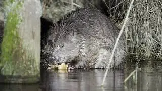 Beaver in the Narew River 1