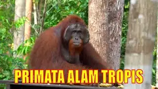 PRIMATA ALAM TROPIS | JEJAK PETUALANG