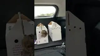 Cat Escape, there is no cage that can hold him
