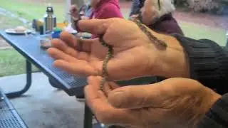 Reptile show in Estiffinulga 
