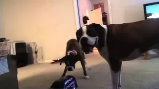 My dogs hate RC cars