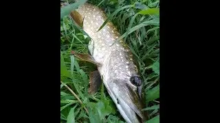 Brochet coup du MATIN ou SOIR ?? DEFIS en 1H de peche