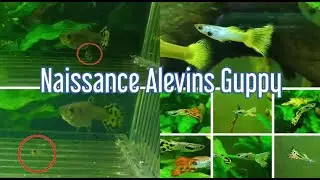 Naissance Alevins Guppy en aquarium