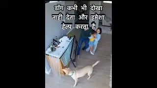 dog video #dog #dogvideos #dogviralvideo #doglove #dogshorts #animals #animalvideos #animaldog  #rel