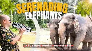 I Played Piano for Elephants &mdash; Their Reaction Was Magical