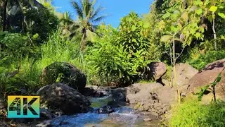 Harmonious Sounds of Nature, The Sound of Flowing Water Calms the Mind
