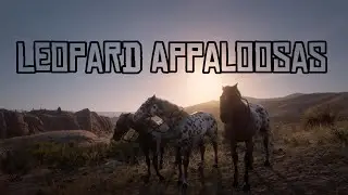 Leopard Appaloosas Group Photo : Red Dead Redemption 2