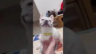Will Your Dog Always Remember You?
