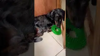 When everyone&rsquo;s busy working and he&rsquo;s super bored. #boreddog #dachs #dachshund  #cutestdogever