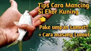 Cara Mancing Wader Kepek pake umpan Lumut || Full Nolnil ✌️