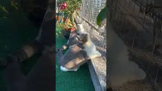 Pawsitively Cute Kittens